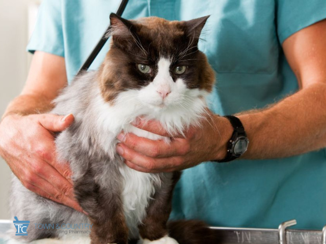 GS-441524: A Game Changer for Cats with Feline Infectious Peritonitis (FIP)