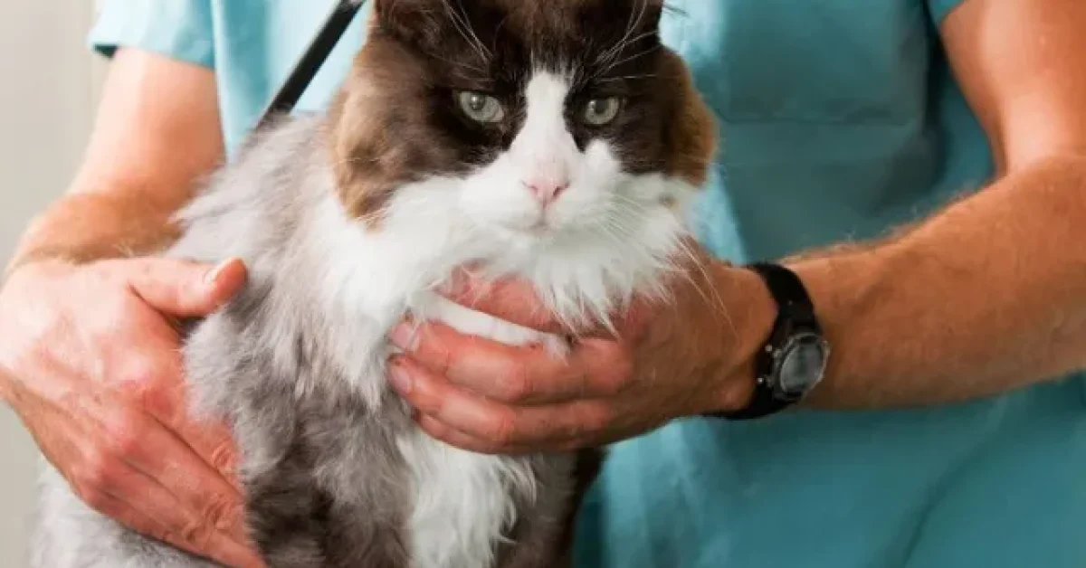 fecv-cat-FIP